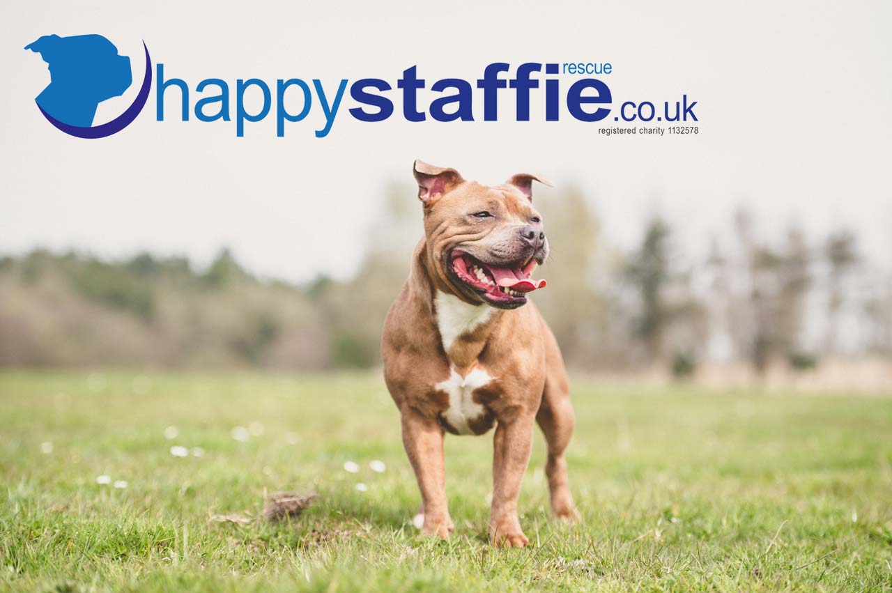 happy_staffie.jpg